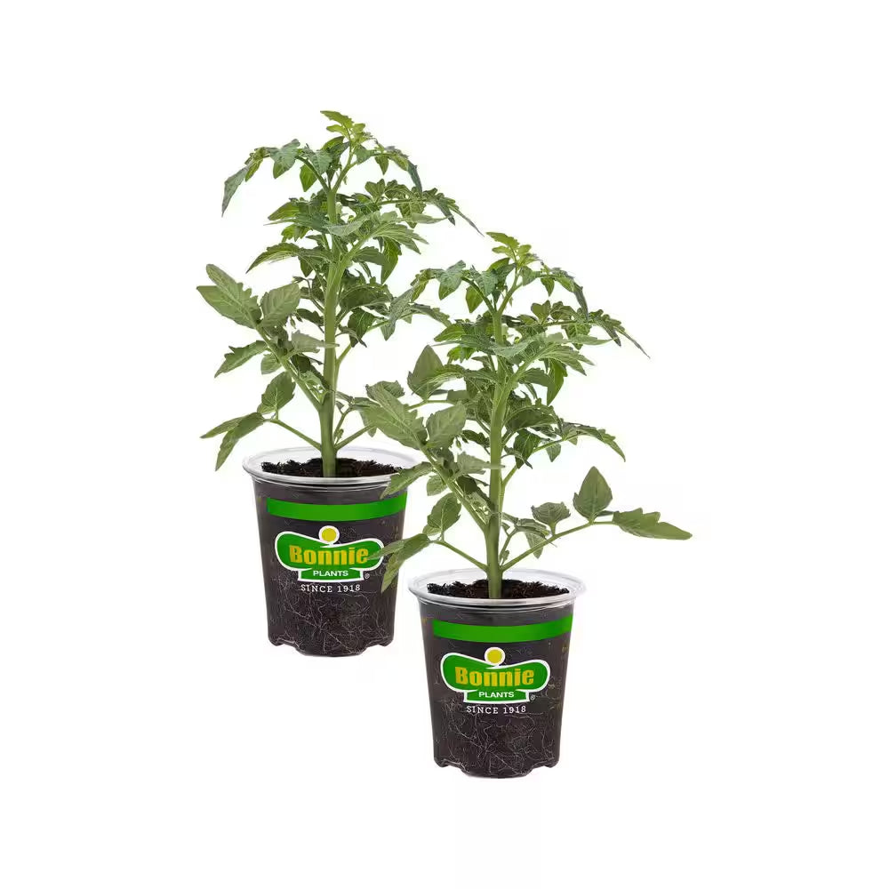 Juliet Tomato 19.3 Oz 2-Pack Live Plants
