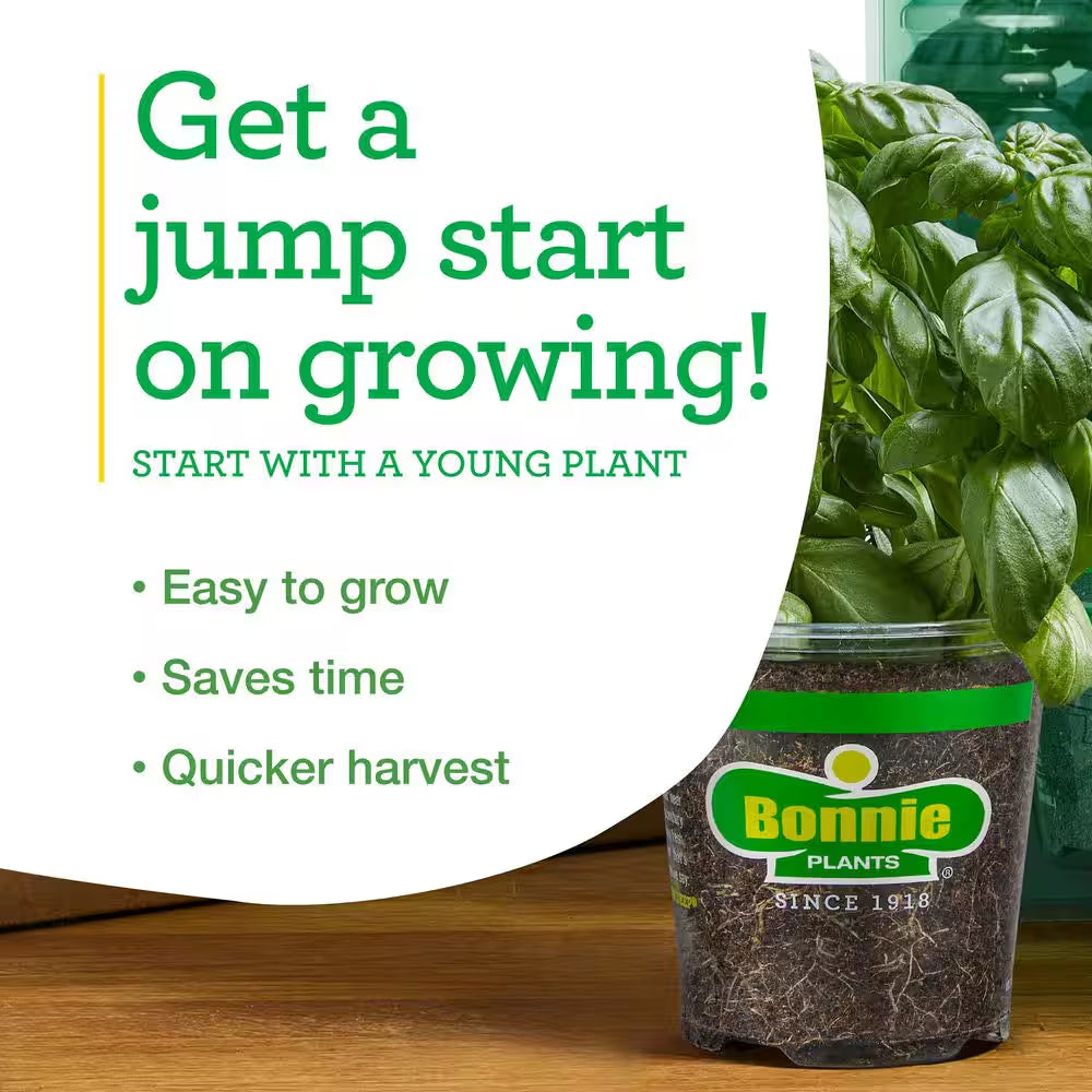 Juliet Tomato 19.3 Oz 2-Pack Live Plants