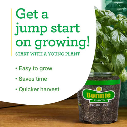 Juliet Tomato 19.3 Oz 2-Pack Live Plants
