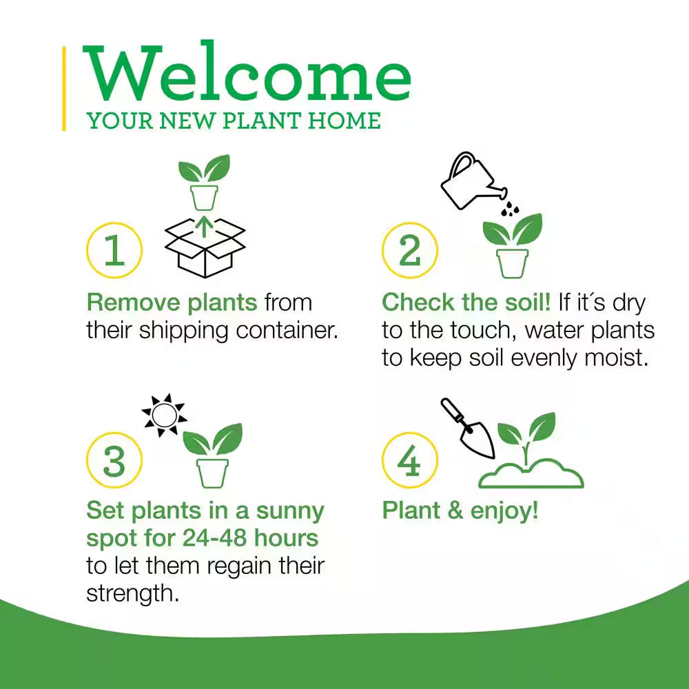 Juliet Tomato 19.3 Oz 2-Pack Live Plants
