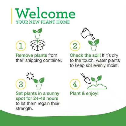 Juliet Tomato 19.3 Oz 2-Pack Live Plants